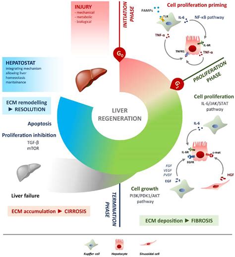 IJMS | Free Full-Text | Liver Regeneration and Immunity: A Tale to Tell