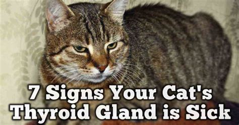 Hyperthyroidism is the most common endocrine disorder of housecats ...