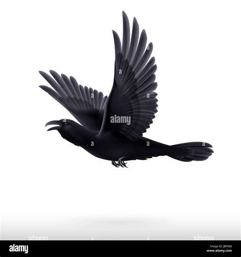 Flying black raven isolated on white background Stock Photo - Alamy