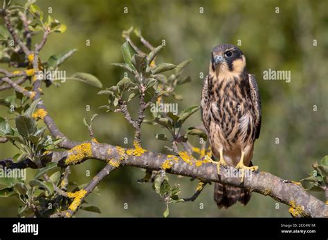 Juvenile eurasian hobby falco subbuteo hi-res stock photography and ...