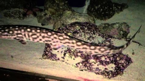 Coral catshark update - YouTube