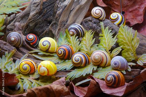 Snails : Polymita picta or Cuban snails one of most colorful and ...