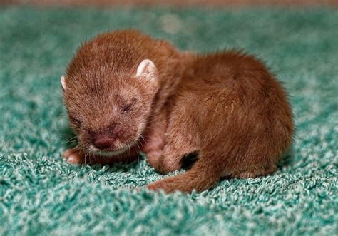 Stoat Baby - A-Z Animals