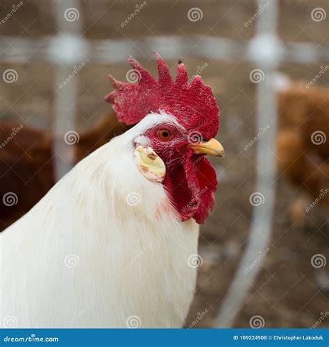 Classic Red Rooster stock photo. Image of chicken, bright - 109224908