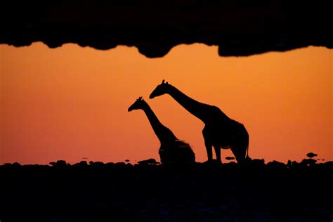 Wild Images Photography Tours | Namibia Photo Tours - Namibia Wildlife ...