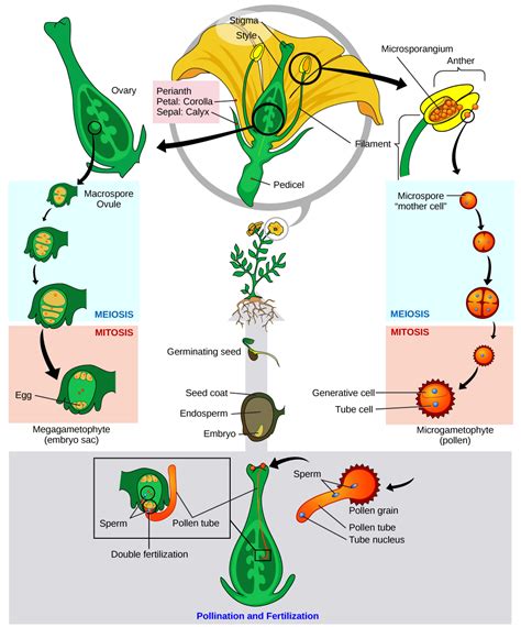 Are The Reproductive Parts Of An Angiosperm Flower at Marcia Garcia blog