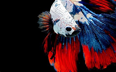 #Animal #Betta Siamese Fighting Fish #720P #wallpaper #hdwallpaper # ...