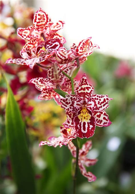 53 best Oncidium Orchids images on Pinterest | Orchid flowers ...