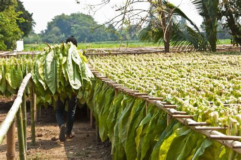 Drying tobacco leaves. stock image. Image of farm, field - 38895079