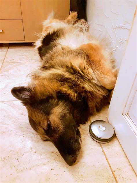 Why Does My German Shepherd Sleep On Its Back? (Sleeping Positions You ...