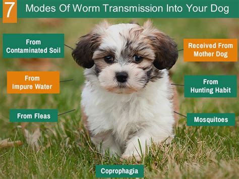 PPT – 7 Modes of Worm Transmission into Your Dog PowerPoint ...