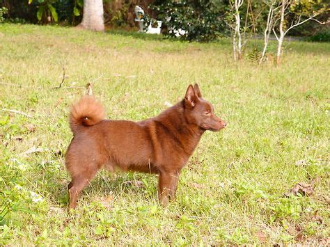 Brown Schipperke - so cute! Brown chips are also called "Chocolate ...