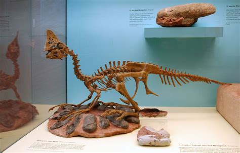 Oviraptor dans son nid avec ses oeufs, the Senckenberg Museum ...