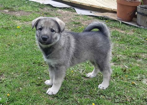 Swedish Elkhound - A-Z Animals