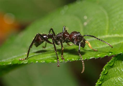 Meet The Bullet Ant: The Amazon's Most Lethal Insect