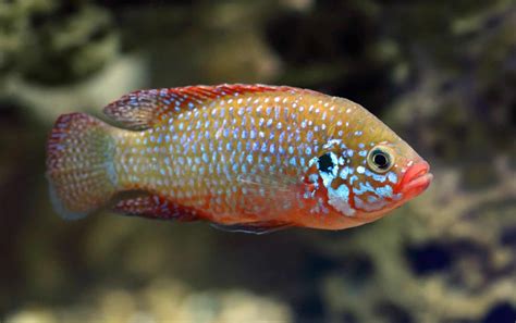 Jewel Cichlid (Hemichromis Bimaculatus): Ultimate Care Guide - Fish Laboratory