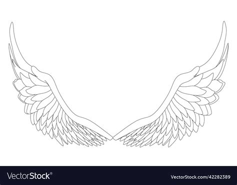 Outline of unfolded angel wings from black lines Vector Image