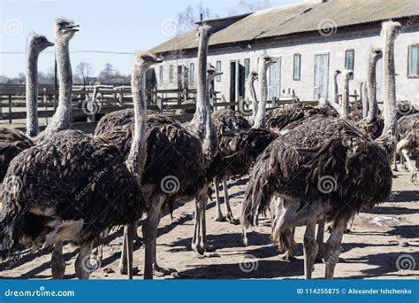 Ostrich Farm stock image. Image of neck, african, feather - 114255875