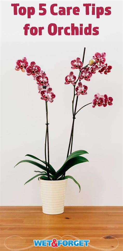 5 Tips to Taking Care of Orchids in Your Home | Life's Dirty. Clean Easy.