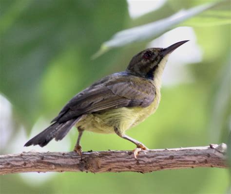 Female Sunbird