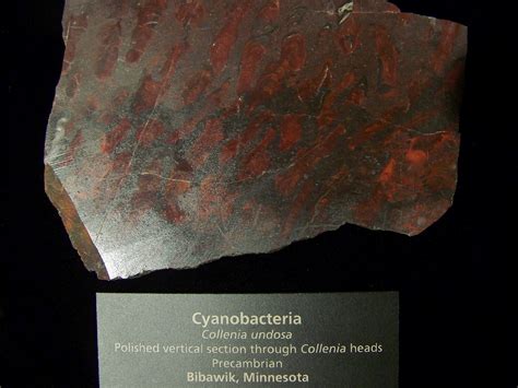 Precambrian Cyanobacteria | Fossil stromatolites of collenia… | Flickr