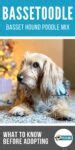 Bassetoodle 101: FAQs About the Basset Hound Poodle Mix Breed