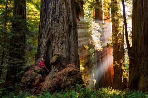 Old Photo Redwood Hwy California "World's Tallest Tree" Collectibles ...