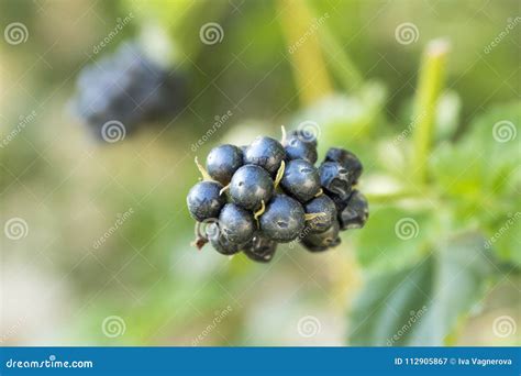 Lantana Camara Poisonous Black Fruit Stock Image - Image of blossom ...