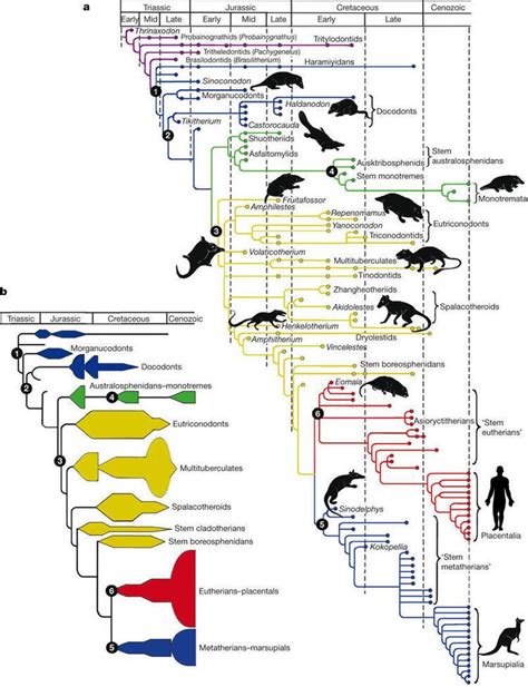 Evolution of mammals - Alchetron, The Free Social Encyclopedia