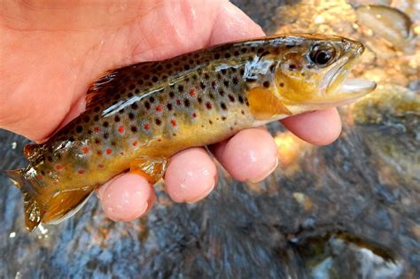 Small Stream Reflections: Connecticut's Wild Brown Trout