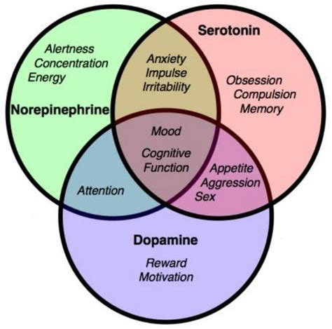 Norepinephrine, Serotonin and Dopamine. | Help for my heart | Pintere…