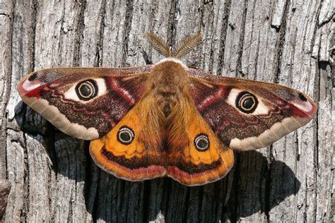 UK moths: Nine of the most colourful and distinctive | Natural History Museum