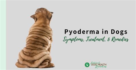 Pyoderma in Dogs - Causes, Symptoms, Treatment & Remedies