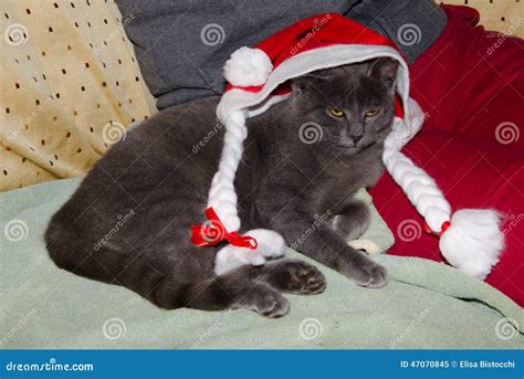 Curious Cute Cat Wearing a Santa Hat Stock Image - Image of angry ...