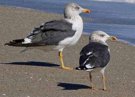 Lesser Black-backed Gull