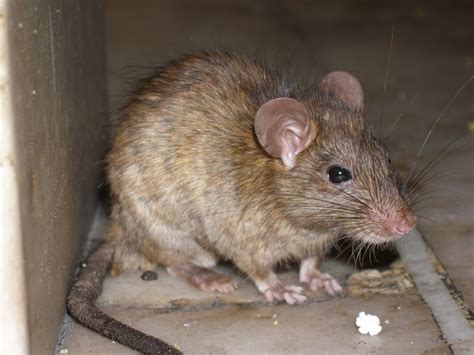 What's the difference between a pest rodent and native marsupial? - AllPro Pest Control