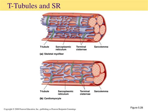 PPT - Cellular Movement and Muscles (2) PowerPoint Presentation, free download - ID:4126958