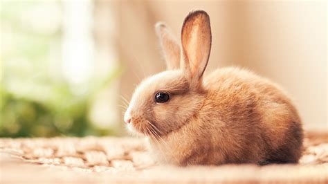 1920x1080 Rabbit Hd Laptop Full HD 1080P ,HD 4k Wallpapers,Images,Backgrounds,Photos and Pictures