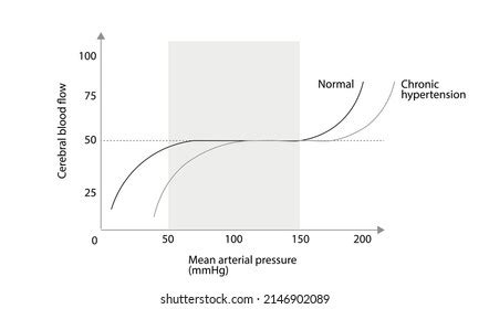 Cerebral Autoregulation Curve Cerebral Blood Flow Stock Vector (Royalty Free) 2146902089 ...