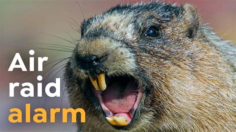 Why marmots Scream I Wild To Know - YouTube