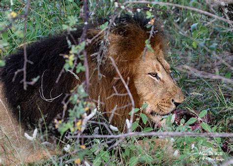 Male-lion-feeding_02 • C & A Wild Images