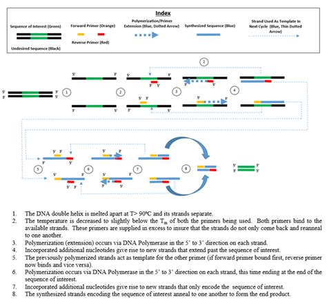 Polymerase chain reaction - Wikipedia