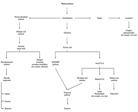 The schematic of principle biosynthetic pathways leading to secondary... | Download Scientific ...