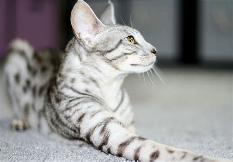 Silver Savannah Cats For Sale - Color Genetics