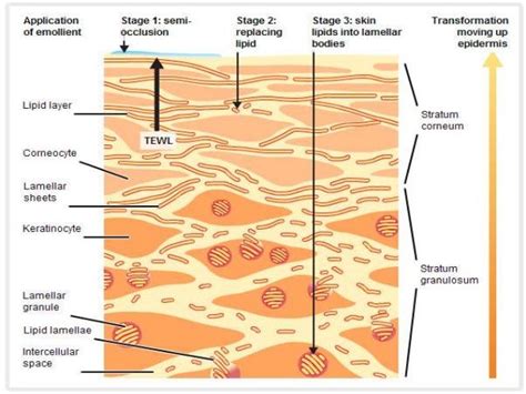 Biology of keratinocytes