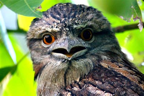 Meet the Frogmouth, an Owl-Like Bird With a Distinctly Expressive Face ...