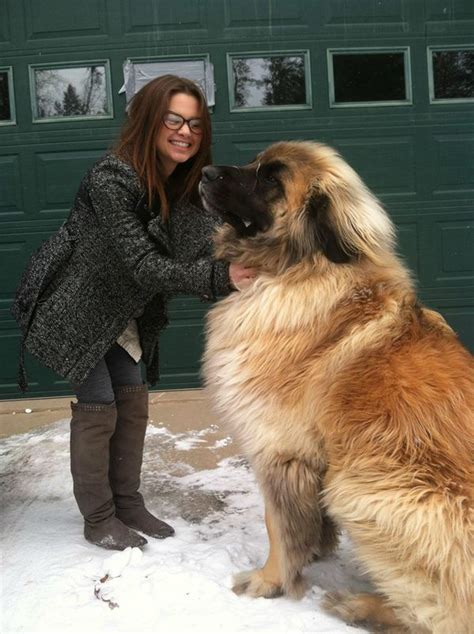 Leonberger Size