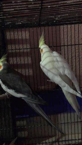 Cockatiel GIF - Cockatiel - Discover & Share GIFs