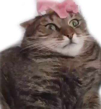 flower_cat - Discord Emoji