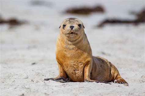 Sea Lion Pup | Will Burrard-Lucas